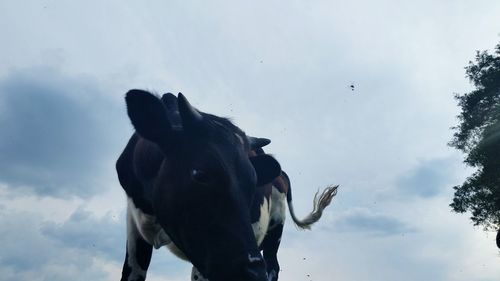 Low angle view of horse against sky