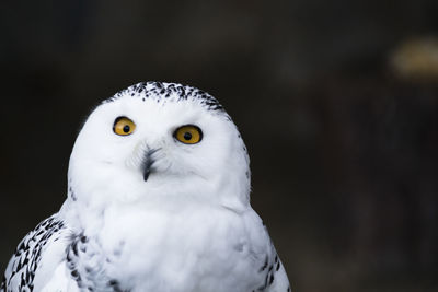 Close-up portrait of a owl