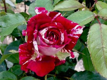 Close-up of red rose