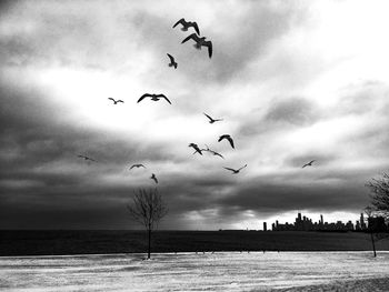 Low angle view of silhouette birds flying over sea against sky