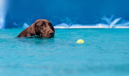 Close-up of dog ball in blue water