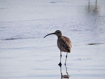 Bird perching on lake