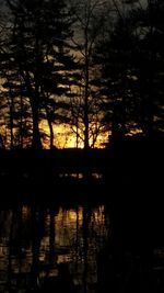 Silhouette of trees at sunset