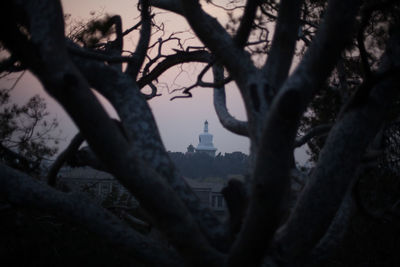 Bare trees against the sky