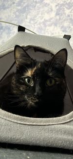 pet