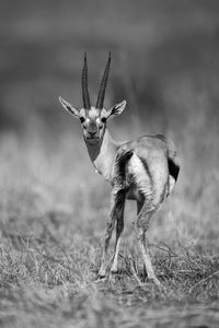 Close-up of deer on field