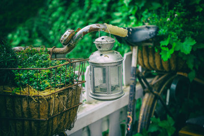 Close-up of lantern hanging on plant in back yard