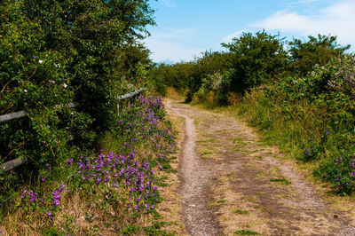 Scenic view of purple flowering plants by road