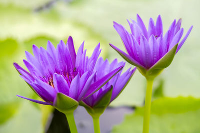 Close-up of purple water lily