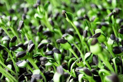 Germinating sunflower plant sprouts, top view.