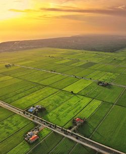 Aerial view of paddy field