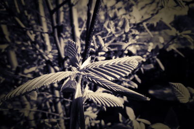 Close-up of dry leaves on plant