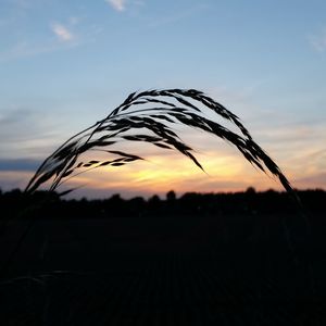 Close-up of silhouette field against sky at sunset