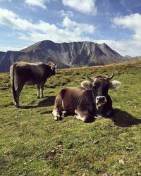Cows on field against sky