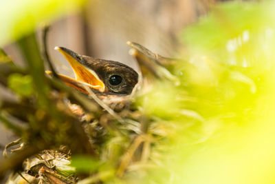 Close-up of a bird