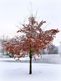 Bare tree on snow covered landscape against sky