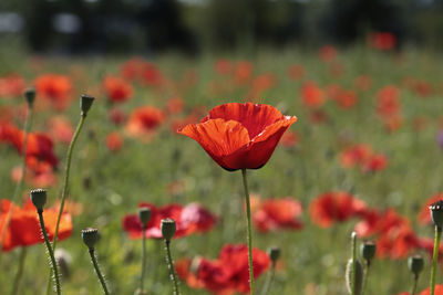 Close-up of red poppy flowers on field