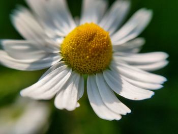 Close-up of white daisy flower