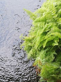 Close-up of rippled water