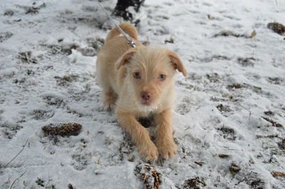 Portrait of a dog on snow covered land