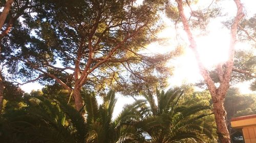 Sun shining through trees