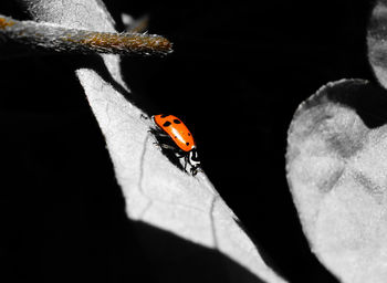 Close-up of ladybug on leaf