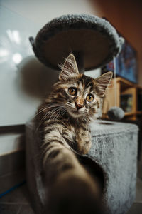 Portrait of cat sitting at home