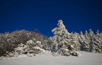 Snow covered plants against blue sky