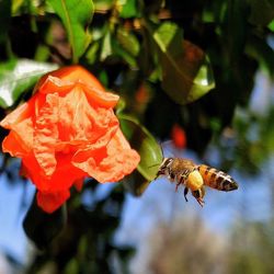 Close-up of orange butterfly on plant