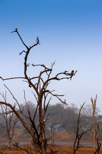 Bird perching on bare tree against sky