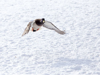Seagull flying over snow