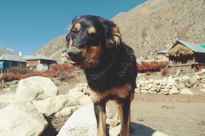 Dog standing on rock against sky