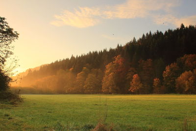 Trees on field against sky