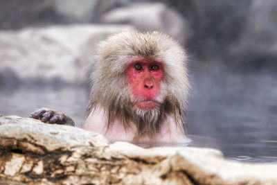 Snow monkeys, japanese macaque, relaxing by the hot spring water in jigokudani monkey park, japan.