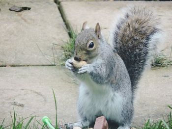 Close-up of squirrel eating outdoors