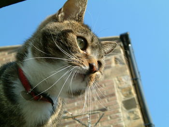 Close-up of cat
