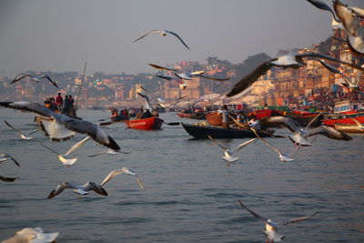 Flock of birds flying over water