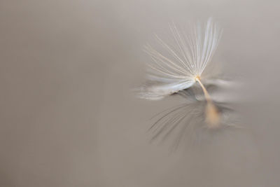 Close-up of dandelion flower against white background