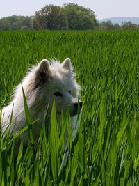 White dog in field