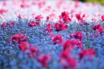 Close-up of red flowers