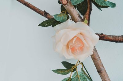 Close-up of white rose