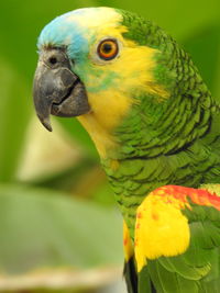 Close-up of parrot