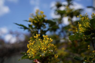 Close-up of yellow flowering plant