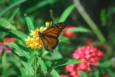 Close-up of butterfly pollinating on flower