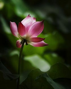 Close-up of pink lotus blooming outdoors