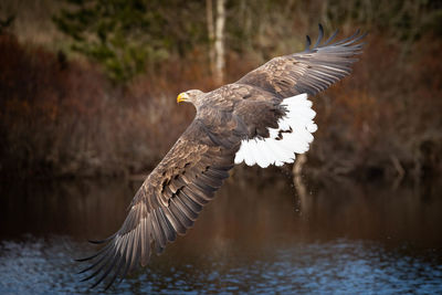 Bird flying over lake