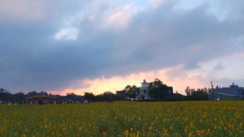 Scenic view of agricultural field against sky during sunset