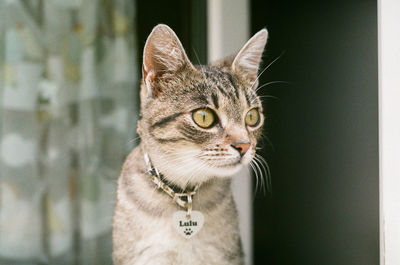 Close-up portrait of a cat looking away