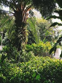 Low angle view of palm trees