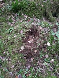 Plants growing on field